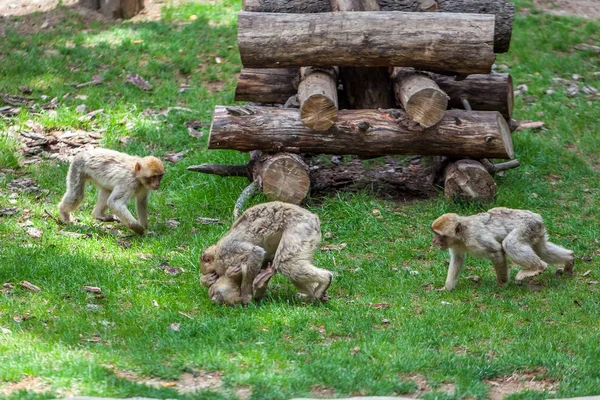 Sekelompok monyet di kebun binatang Tbilisi — Stok Foto