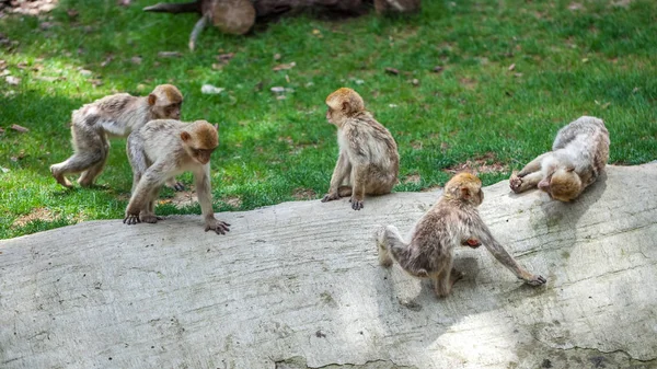 Grupo de monos en el zoológico de Tiflis — Foto de Stock