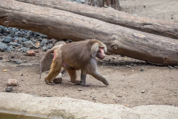 Monyet di kebun binatang Tbilisi, dunia hewan — Stok Foto