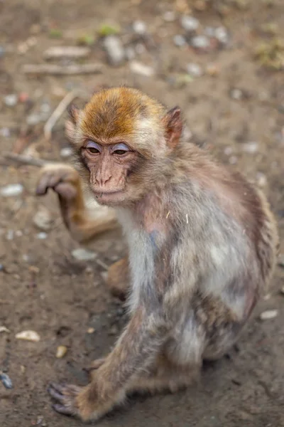 Mono en el zoológico de Tiflis, el mundo de los animales — Foto de Stock