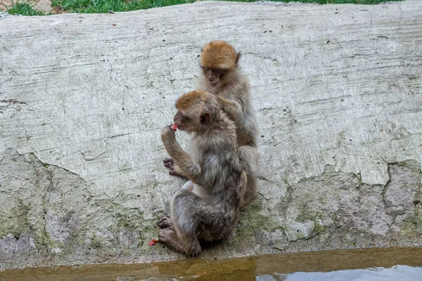 Dua monyet di kebun binatang Tbilisi, dunia hewan — Stok Foto