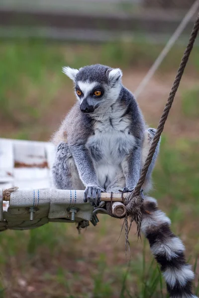 Lemur ekor cincin di kebun binatang Tbilisi, dunia hewan — Stok Foto