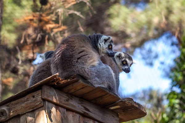 Lémures de cola anillada en el zoológico de Tiflis, el mundo de los animales — Foto de Stock