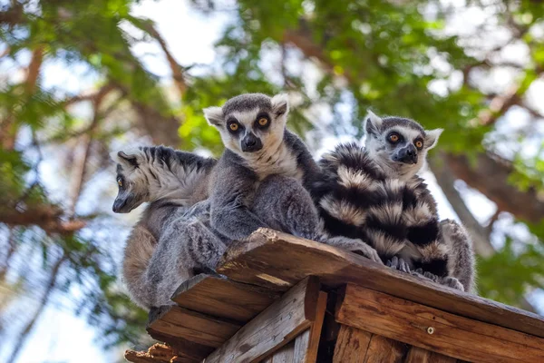 Lémures de cola anillada en el zoológico de Tiflis, el mundo de los animales — Foto de Stock