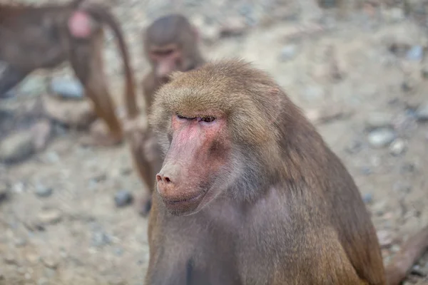 Monyet di kebun binatang Tbilisi, dunia hewan — Stok Foto