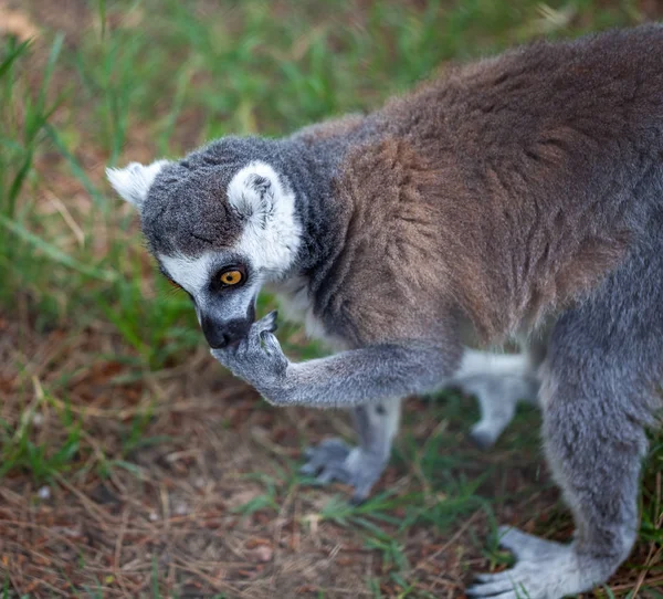 Lémur de cola anillada en el zoológico de Tiflis, el mundo de los animales — Foto de Stock