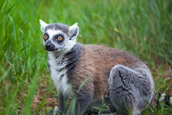 Lémur de cola anillada en el zoológico de Tiflis, el mundo de los animales — Foto de Stock