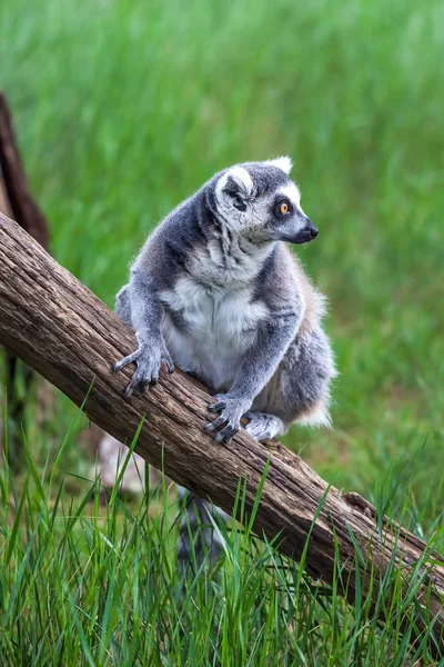 Lémur de cola anillada en el zoológico de Tiflis, el mundo de los animales —  Fotos de Stock