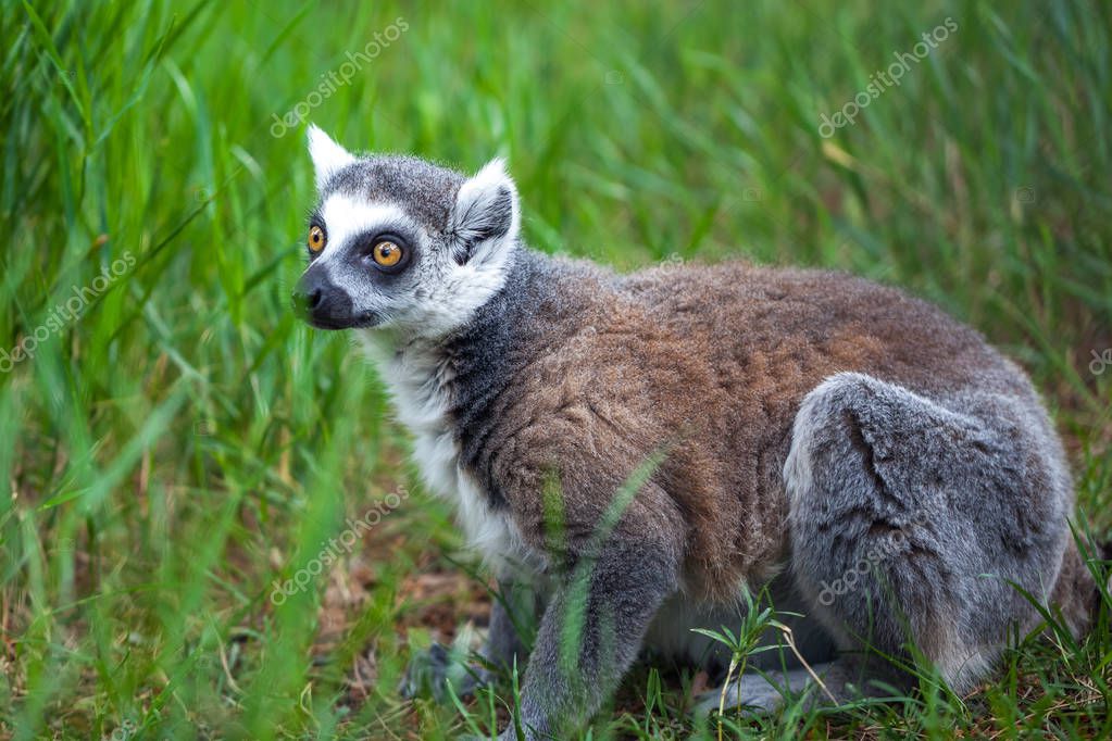 Lemur Kata v zoo Tbilisi, svět zvířat — Stock Fotografie © samurkas