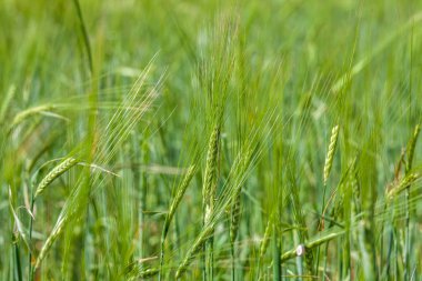 Taze bahar yeşil buğday alanının arka plan