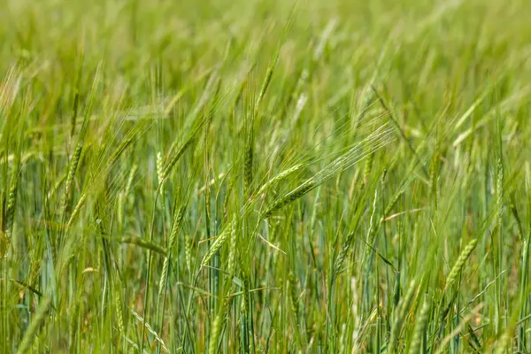 신선한 봄 녹색 밀밭의 배경 — 스톡 사진