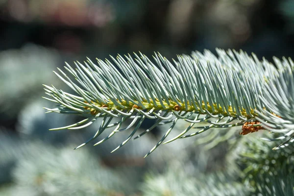 Closeup de folhas de pinheiro com detalhes — Fotografia de Stock