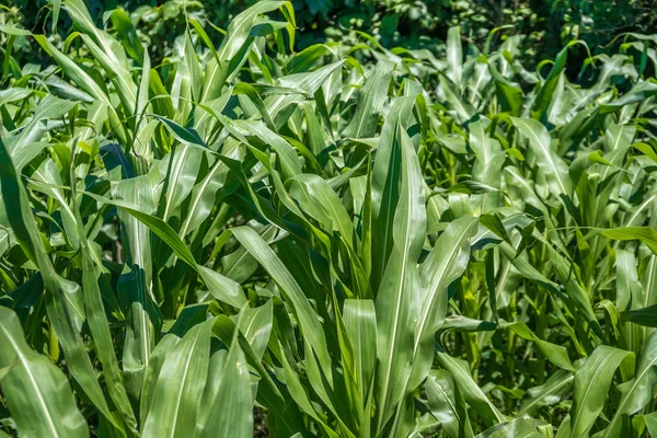 Pequena agricultura de milho. Natureza verde. Terras agrícolas rurais em s — Fotografia de Stock