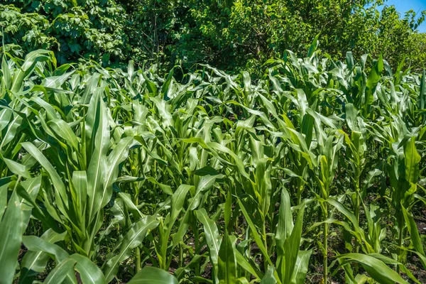 Pequena agricultura de milho. Natureza verde. Terras agrícolas rurais em s — Fotografia de Stock