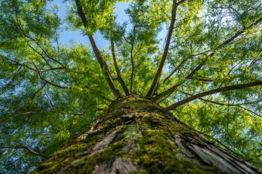 selvi dalları bataklık üzerinde mavi gökyüzü, bahar