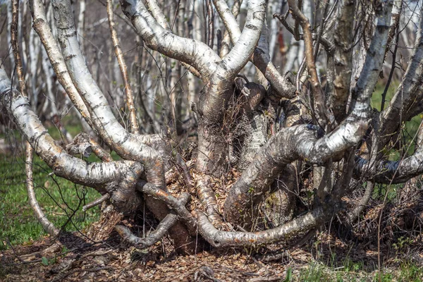 Björk stjälkar på de höga bergen i Svanetien — Stockfoto