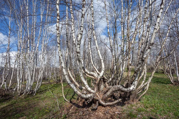 Tallos de abedul en las altas montañas de Svaneti — Foto de Stock