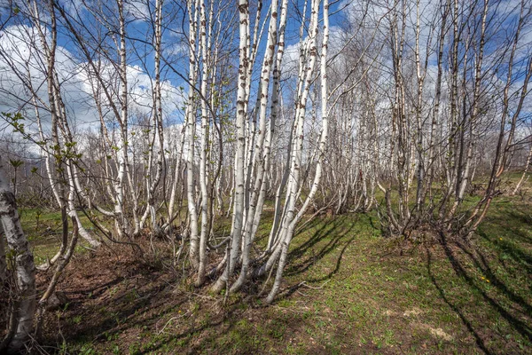 Tallos de abedul en las altas montañas de Svaneti — Foto de Stock