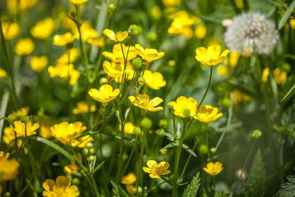 Blooming flower in spring, buttercup, crowfoot, ranunculus — Stock Photo, Image