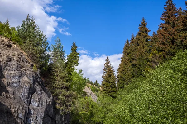 Svaneti, Gürcistan dağlarında güzel ormanları — Stok fotoğraf