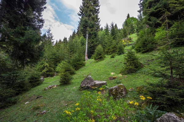 Belles forêts dans les montagnes de Svaneti, Géorgie — Photo