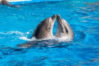 dolphinarium, Batum, coğrafi bir konuşma sırasında bir sevimli yunuslar