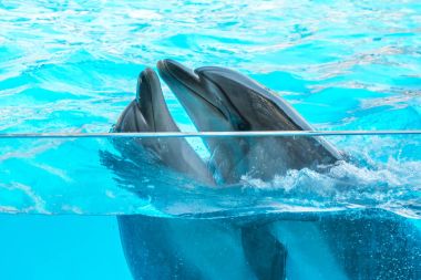 dolphinarium, Batum, coğrafi bir konuşma sırasında bir sevimli yunuslar