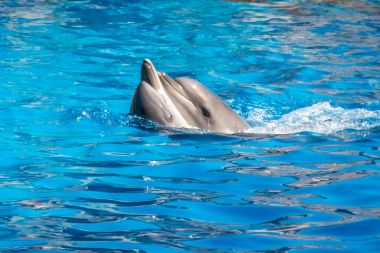 dolphinarium, Batum, coğrafi bir konuşma sırasında bir sevimli yunuslar