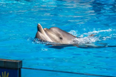 dolphinarium, Batum, coğrafi bir konuşma sırasında bir sevimli yunuslar