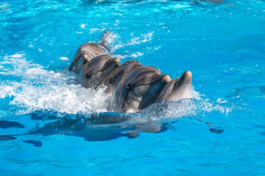 dolphinarium, Batum, coğrafi bir konuşma sırasında bir sevimli yunuslar