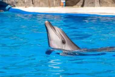 dolphinarium, Batum, coğrafi bir konuşma sırasında bir sevimli yunuslar