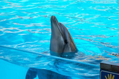 dolphinarium, Batum, coğrafi bir konuşma sırasında bir sevimli yunuslar