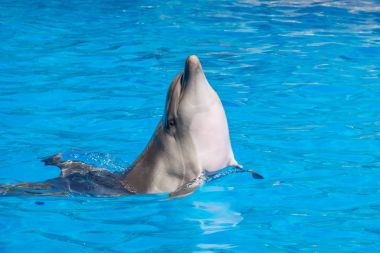 dolphinarium, Batum, coğrafi bir konuşma sırasında bir sevimli yunuslar