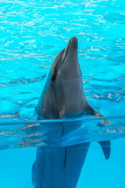 dolphinarium, Batum, coğrafi bir konuşma sırasında bir sevimli yunuslar