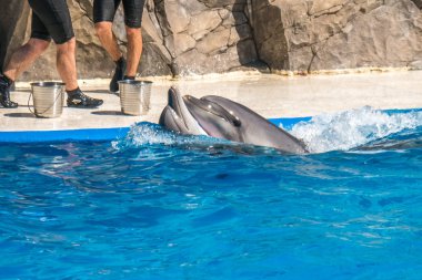 dolphinarium, Batum, coğrafi bir konuşma sırasında bir sevimli yunuslar