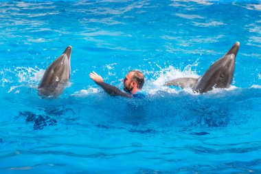 dolphinarium, Batum, coğrafi bir konuşma sırasında bir sevimli yunuslar