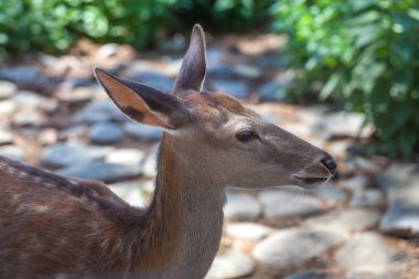 Geyik Tbilisi Hayvanat Bahçesi, Georgia. Hayvanlar, yabani hayvanlar ve bitkiler