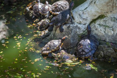 Grup kaplumbağalar da gölet üzerinde güneşte