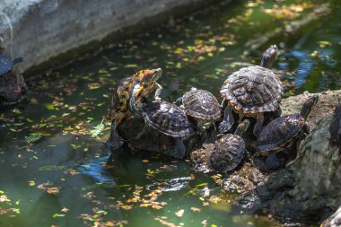 group turtles in the sun on pond clipart