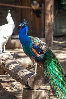 Tbilisi Hayvanat Bahçesi, vahşi doğa güzel tavus kuşu
