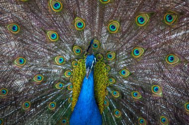 güzel tavuskuşu renkli kuyruğu, Hayvanat Bahçesi, Tbilisi görüntüleme