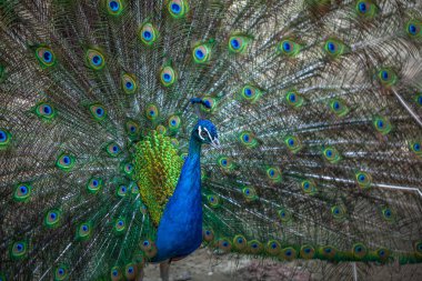 güzel tavuskuşu renkli kuyruğu, Hayvanat Bahçesi, Tbilisi görüntüleme