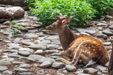 Geyik Tbilisi Hayvanat Bahçesi, Georgia. Hayvanlar, yabani hayvanlar ve bitkiler