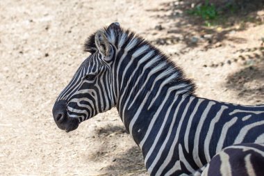 Zebra Tbilisi Hayvanat Bahçesi, Afrika ikamet