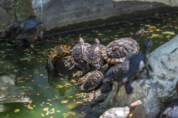 Группа черепах на солнце на пруду — стоковое фото