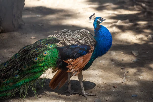 Hermoso pavo real en el zoológico de Tiflis, naturaleza salvaje — Foto de Stock