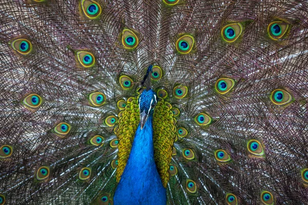 güzel tavuskuşu renkli kuyruğu, Hayvanat Bahçesi, Tbilisi görüntüleme