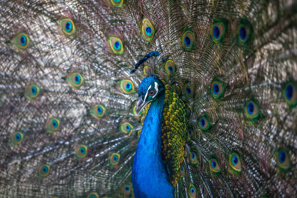 beautiful peacock displaying his colorful tail, zoo, Tbilisi