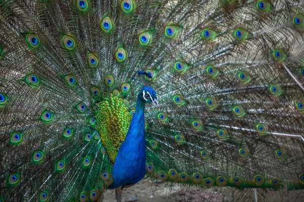 güzel tavuskuşu renkli kuyruğu, Hayvanat Bahçesi, Tbilisi görüntüleme