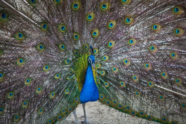 güzel tavuskuşu renkli kuyruğu, Hayvanat Bahçesi, Tbilisi görüntüleme